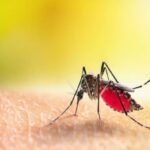 आगरा में डेंगू और मलेरिया का खतरा बढ़ा: एक हफ्ते में 11 नए मरीज, स्वास्थ्य विभाग अलर्ट