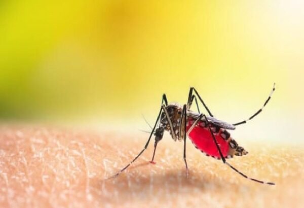 आगरा में डेंगू और मलेरिया का खतरा बढ़ा: एक हफ्ते में 11 नए मरीज, स्वास्थ्य विभाग अलर्ट