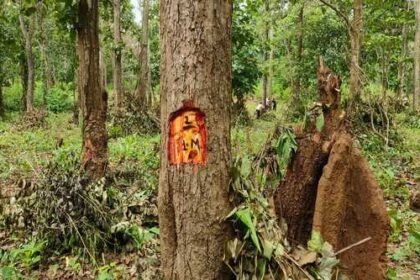 नारायणपुर: हरे-भरे पेड़ों की अवैध कटाई पर वन विभाग की चुप्पी, तस्करों के हौसले बुलंद