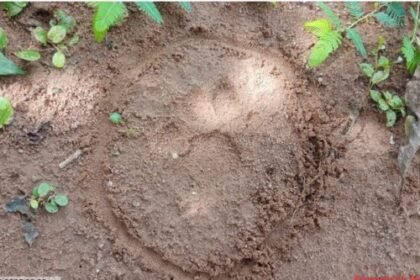 Rajim Breaking News: Leopard and cub attacked chicken farm