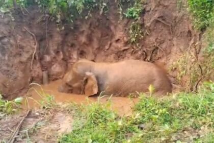 Major accident averted in Surguja: Wild elephant falls into well