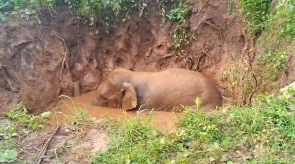 Major accident averted in Surguja: Wild elephant falls into well