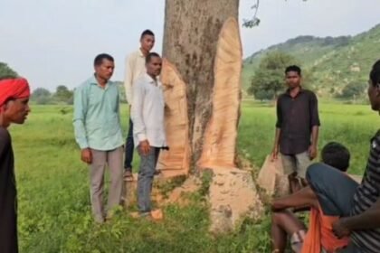 Ambikapur: Attempt to steal a Semer tree; smugglers flee leaving behind tools after farmer protests