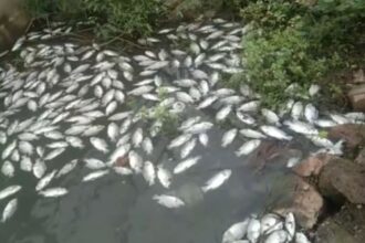 Gariaband: Thousands of fish found dead in Sikaser Dam