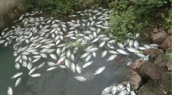 Gariaband: Thousands of fish found dead in Sikaser Dam