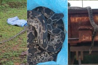Balod: 6 feet long python enters farmer's tractor-trolley