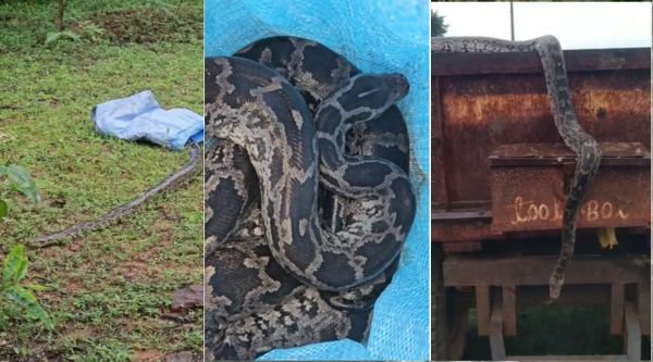 Balod: 6 feet long python enters farmer's tractor-trolley