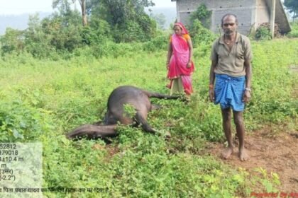 Surguja: Elephant terror in Mainpat, questions raised on Forest Department's negligence