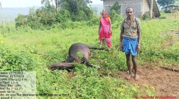 Surguja: Elephant terror in Mainpat, questions raised on Forest Department's negligence