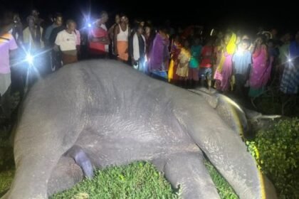 Balrampur: Dead elephant found near drain in Mahavirganj, reason unknown