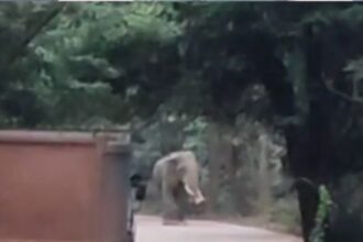 Datail elephant reached Balod district again, alert issued in 19 villages