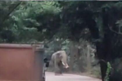 Datail elephant reached Balod district again, alert issued in 19 villages