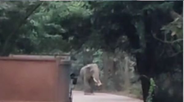 Datail elephant reached Balod district again, alert issued in 19 villages