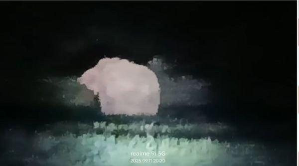 Balrampur Breaking: Elephant attacks farmers' crops in Karamdiha forest