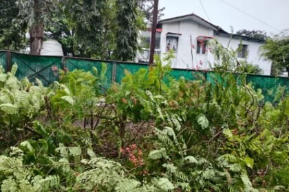 char-imli-bhopal-tree-cutting-row