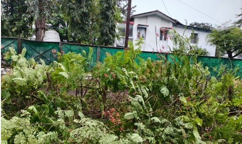 char-imli-bhopal-tree-cutting-row