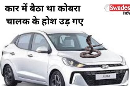 Hamirpur: A poisonous king cobra was sitting in the car, passengers lost their sleep!