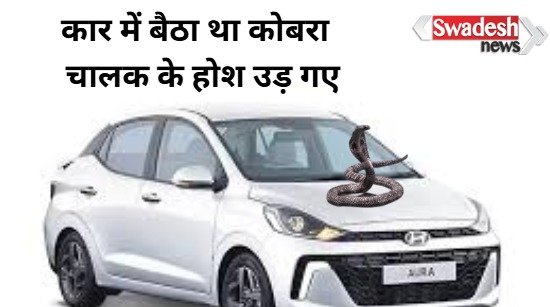 Hamirpur: A poisonous king cobra was sitting in the car, passengers lost their sleep!