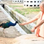 सुबह-सुबह गोसेवा और मोर को खिलाया गुड़, गोरखनाथ मंदिर में दिखा CM योगी का अनोखा पशु प्रेम
