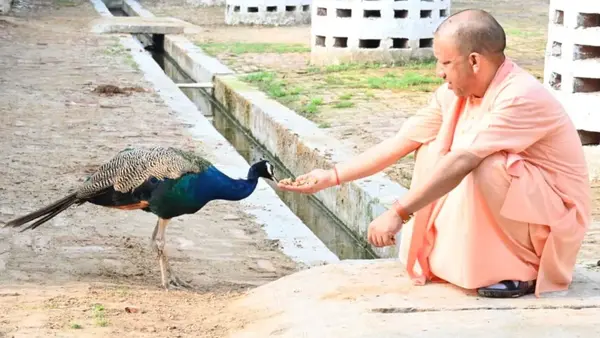 सुबह-सुबह गोसेवा और मोर को खिलाया गुड़, गोरखनाथ मंदिर में दिखा CM योगी का अनोखा पशु प्रेम