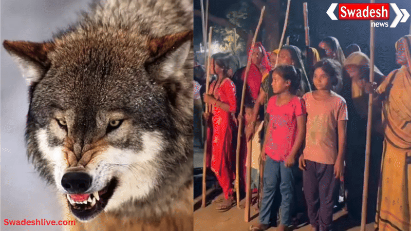 बहराइच के गाँवों में भेड़िये का आतंक,सुरक्षा में उतरी माएँ, हाथ मे लाठी डण्डे, लेकर पूरी रात दे रही पहरा