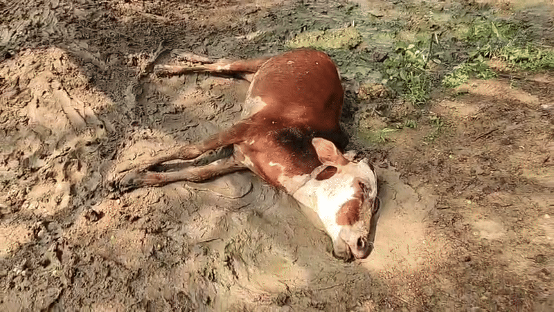 Death of cattle in the cowshed of Samoda Nagar Panchayat creates panic, anger among villagers