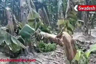 Fatehpur: Banana farmers are in a bad shape, not getting a fair price for their crops.
