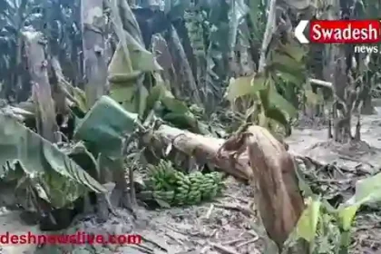 Fatehpur: Banana farmers are in a bad shape, not getting a fair price for their crops.