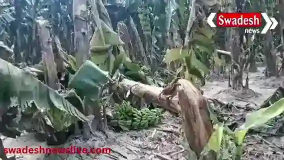 Fatehpur: Banana farmers are in a bad shape, not getting a fair price for their crops.