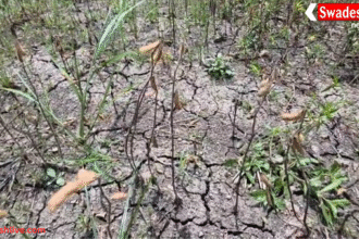 अधिक बारिश से सोयाबीन की फसल चौपट: किसानों को 80-100% तक नुकसान, सर्वे और मुआवज़े पर सवाल