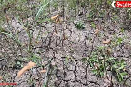 अधिक बारिश से सोयाबीन की फसल चौपट: किसानों को 80-100% तक नुकसान, सर्वे और मुआवज़े पर सवाल