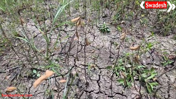 अधिक बारिश से सोयाबीन की फसल चौपट: किसानों को 80-100% तक नुकसान, सर्वे और मुआवज़े पर सवाल