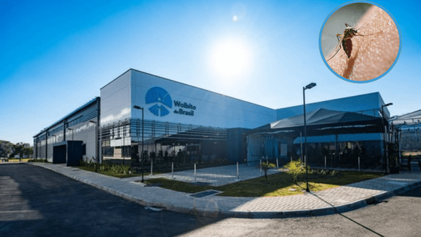 डेंगू-चिकनगुनिया जैसी घातक बीमारियों से बचाने के लिए खुली दुनिया की पहली मच्छर फैक्ट्री