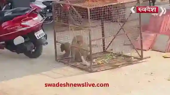 bizuri-railway-station-bandar-aankh-dahshat-rescue-anuppur