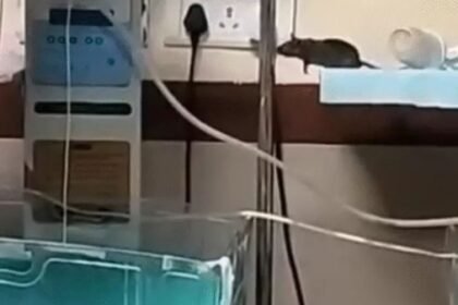 चूहों के कुतरने से दूसरे बच्चे की भी मौत, इंदौर के बड़े अस्पताल में हड़कंप; पढ़ें पूरी खबर