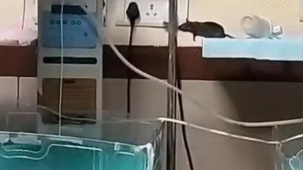 चूहों के कुतरने से दूसरे बच्चे की भी मौत, इंदौर के बड़े अस्पताल में हड़कंप; पढ़ें पूरी खबर