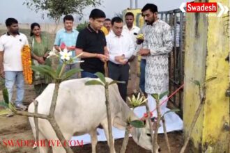 District Magistrate performed cow worship on Govardhan festival in Sambhal.