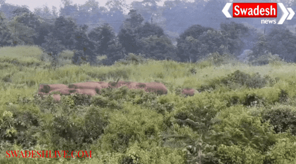 Ambikapur: Terror of elephants, painful death of young man