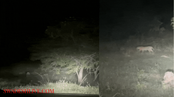 Kanker: Leopard seen roaming on the roadside
