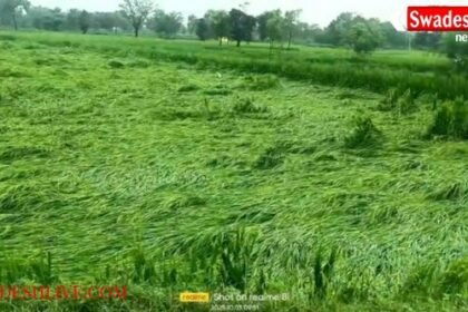 Rain becomes a disaster in Narharpur, paddy crop in danger