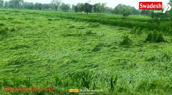 Rain becomes a disaster in Narharpur, paddy crop in danger