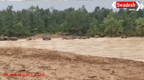 Elephants have fun in Raigad: A herd of 48 elephants descended into a pond.