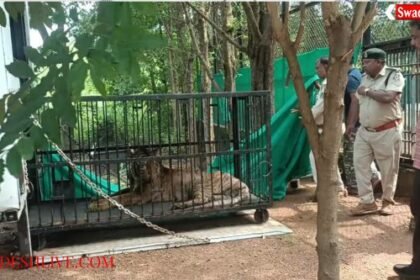 Naya Raipur: Jungle Safari's injured tigress 'Bijli' transferred to Gujarat