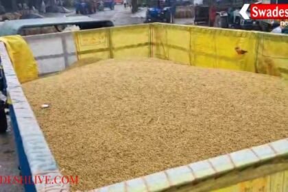 Faridabad: Rain soaks farmers' paddy in mandis