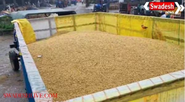 Faridabad: Rain soaks farmers' paddy in mandis