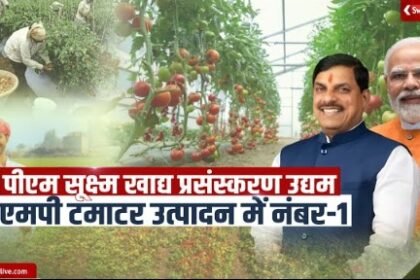 Pradhan Mantri Micro Food Processing Enterprises, MP No-1 in Tomato Production