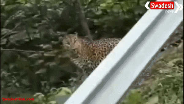 खंडवा में तेंदुए ने ग्रामीणों की नींद उड़ा दी, वन विभाग ने गांव-गांव जाकर किया अलर्ट