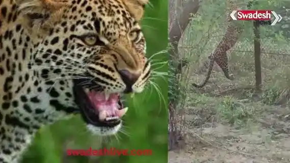 Ayodhya's terror ends: A ferocious leopard trapped in a trap, its injured leg will be treated at the Lucknow Zoo.