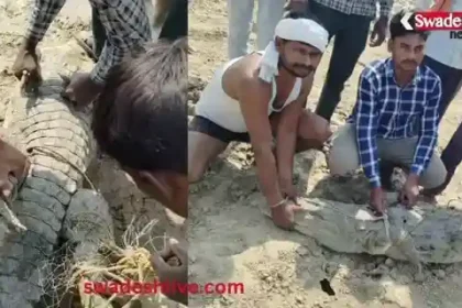 Fatehpur: Panic erupts after crocodile spotted in Lower Ganga Canal, rescued by forest staff