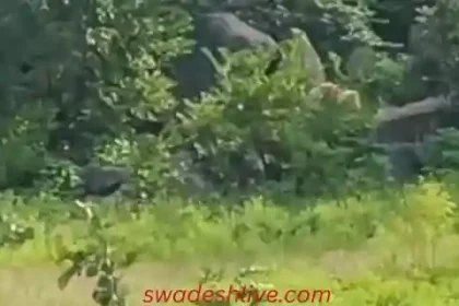 Marwahi: Rare white bear spotted in the forest, find out where bears are found in the country